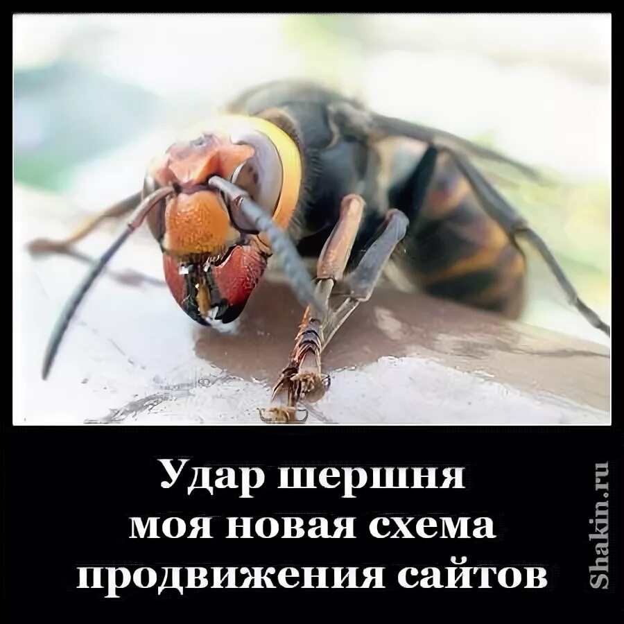 Ненавижу ос