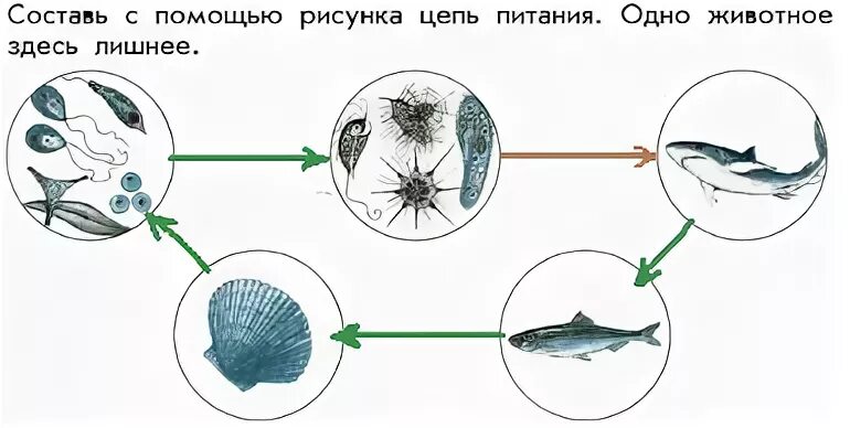 Схема цепи питания для пресного сообщества. Пищевая цепочка пресного водоема. цепи питания в водоеме. цепь питания в море.