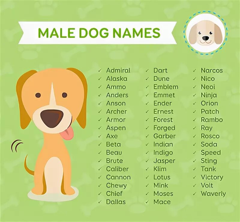 Dogs s names are. Имена для мальчиков щенков редкие. Имя для щенка мальчика. Имя да Солаки мальчика. ИМИГА ддя собак мальчик.