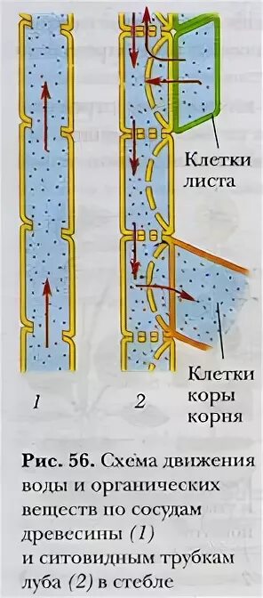 Восходящий и нисходящий ток. Схема движения воды и органических веществ по сосудам древесины. Схема движения веществ по стеблю. Схема движения веществ по стеблю 6 класс биология. Схема передвижения веществ по стеблю.