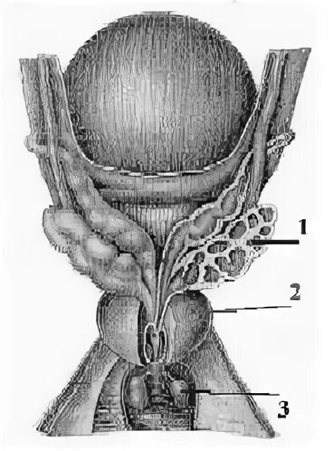 Придаточная железа у мужчин. Бульбоуретральные железы анатомия. Бульбоуретральная (Куперова) железа. Бульбоуретральные железы у мужчин анатомия. Куперовы (бульбоуретральные) железы строение.