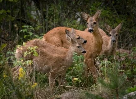 Животные wildlife