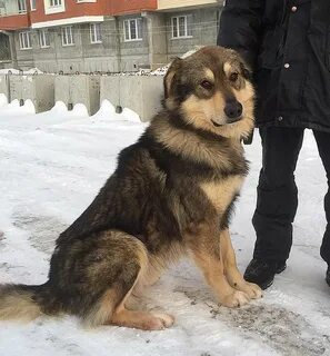 Собака 23 года
