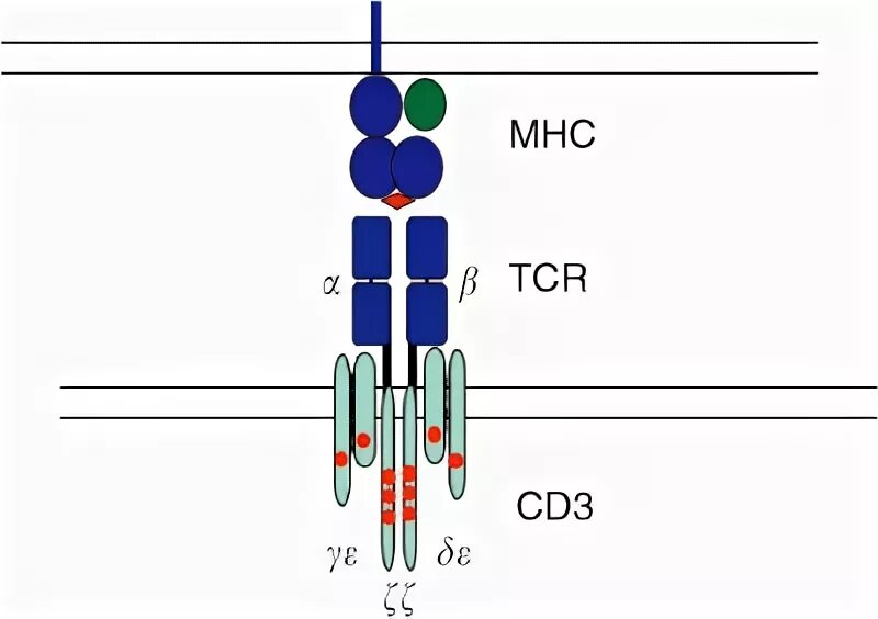 T cell receptor. Tcr t cell receptor. tcr receptors cd3. т-клеточный рецептор tcr t-cell receptor. гены mhc 3 класса.