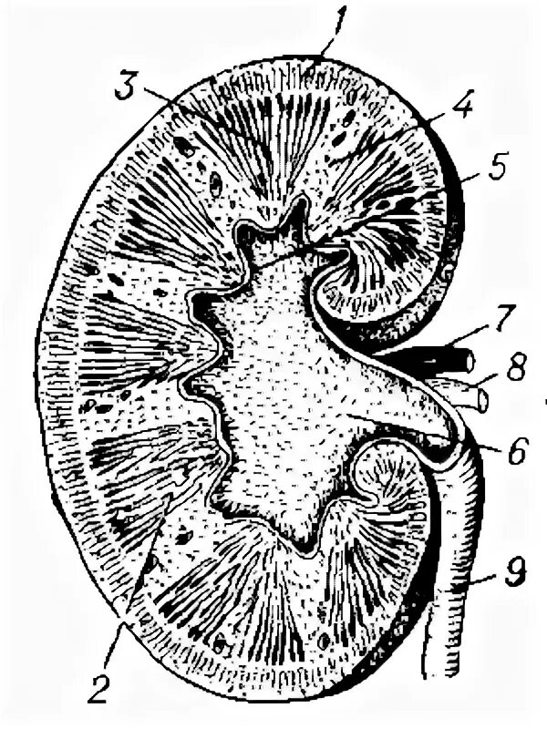 На рисунке 2 изображено строение почки. Рис. Продольный разрез почки. Поперечный срез почки. Анатомическое строение почки человека. Строение почки продольный разрез.