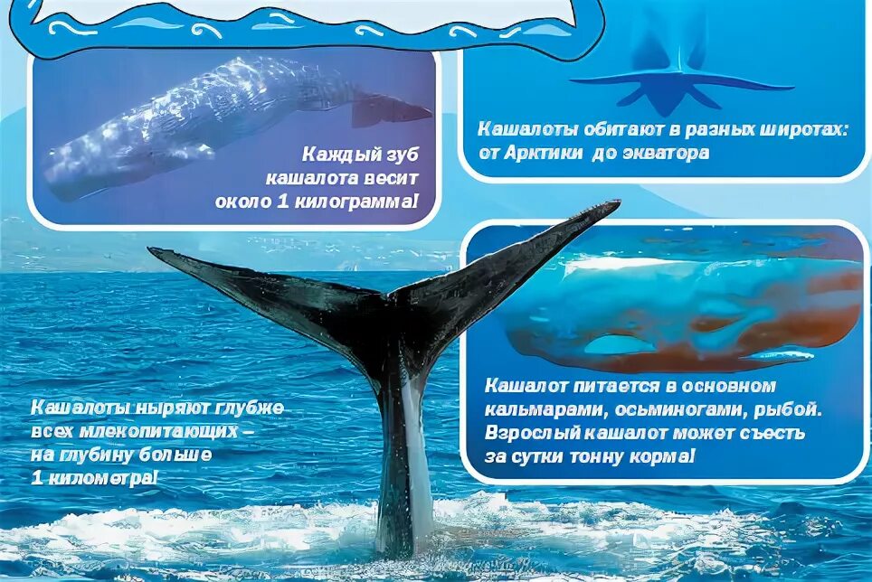 кит горбач с детенышем. карликовый кашалот. хвост кашалота.