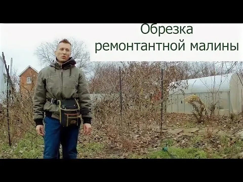 Как обрезать ремонтантную малину видео. Как обрезать ремонтантную малину видео