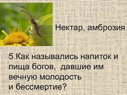 Запиваемая нектаром