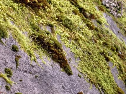 Moss rocks