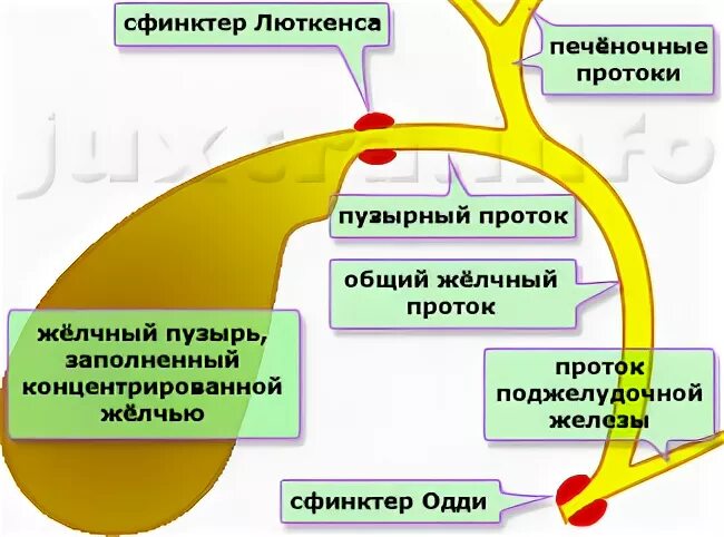 Сфинктеры желчевыводящих путей. Анатомия желчного пузыря сфинктеры. желчный пузырь сфинктер люткенса.