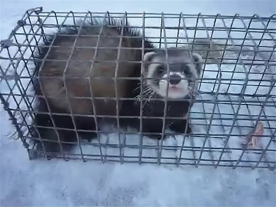 Поймали хорька который воровал кур - YouTube