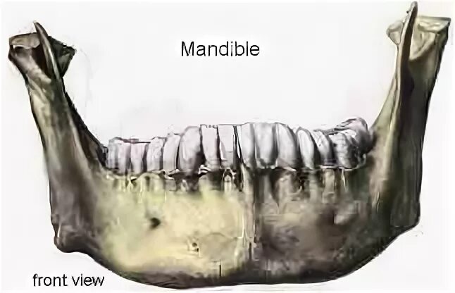 Появление челюстей у позвоночных. Мандибулы позвоночных. Mandibula у кошек. Mandibula гифка. Эскиз челюсти на колено.