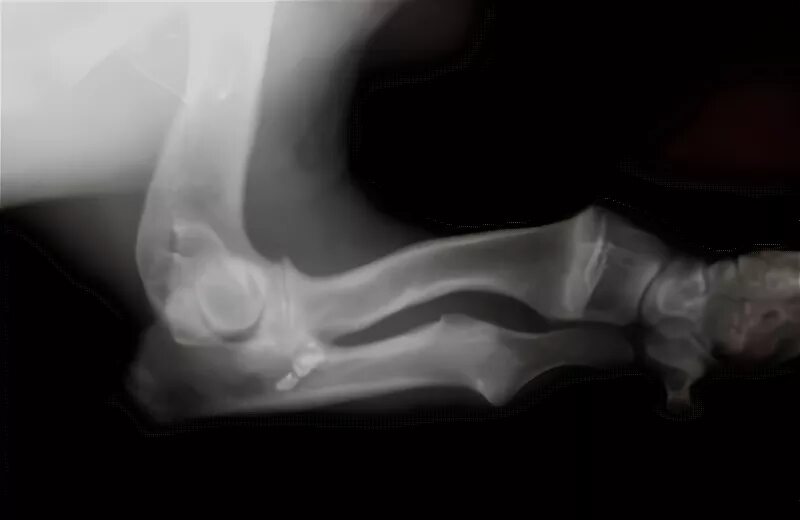 вывихи суставов собак. артродез коленного сустава у кота. остеосаркома коленного сустава у собак. разрыв передней крестообразной связки у собаки рентген. дисплазия суставов передних лап у собак.