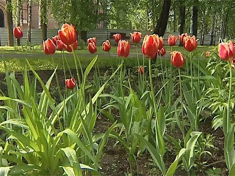 Песня купил для тебя тюльпан украл