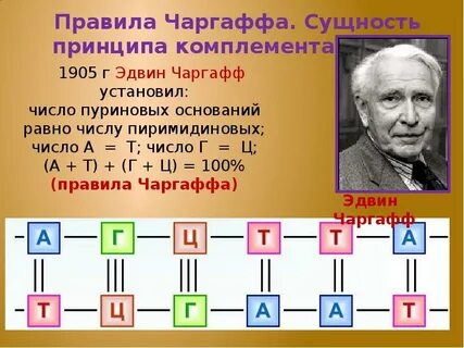 Происходит достраивание нуклеотидов по принципу комплементарности