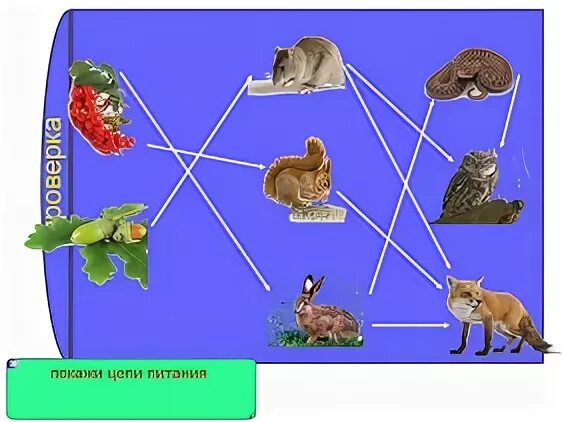 Урок пищевые связи в природных сообществах. 3 Цепи питания животных 5 класс. Пищевая цепь в экваториальном лесу. Пищевая цепочка цепочка экваториальный лес. Природные сообщества карточки.