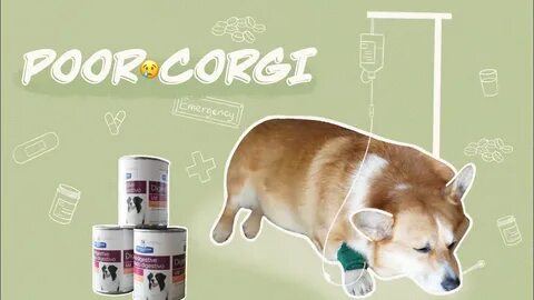 Getcorgi