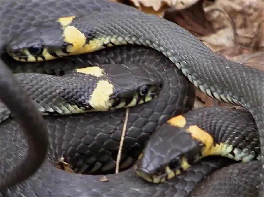 уж обыкновенный - змея неядовитая. змеиное воздвижение. овощной салат пп. вкусный ужин. кушать в ресторане.