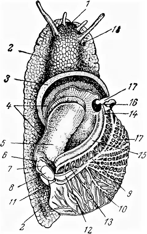Виноградная улитка орган. Вскрытая Виноградная улитка строение. Виноградная улитка вторичноротая. Виноградная улитка мантия.