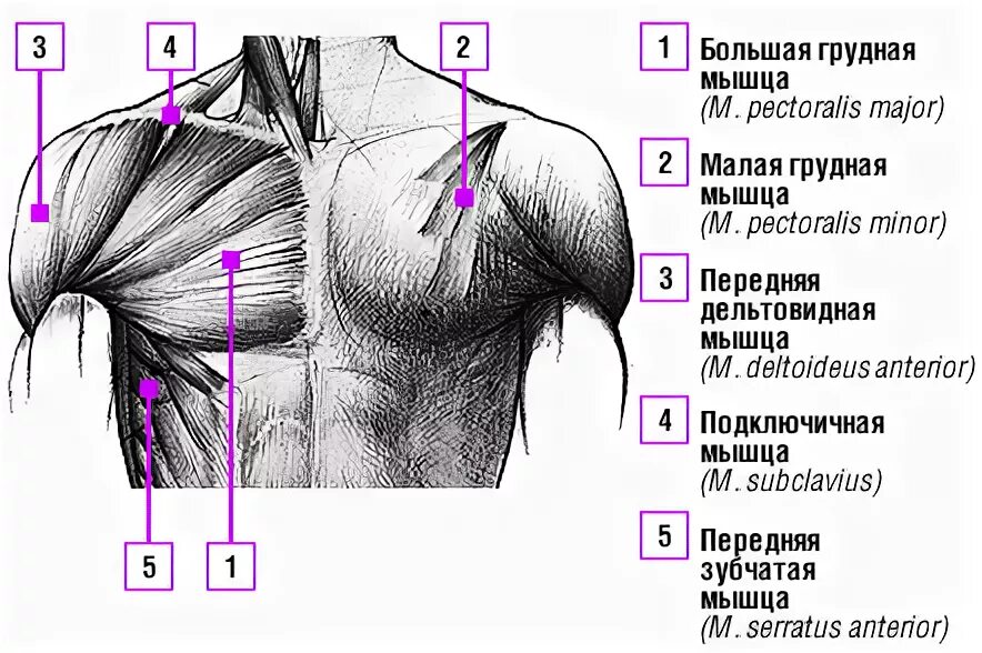 Грудные мышцы. Грудные мышцы схема. Большая грудная мышца схема. Большие грудные мышцы.