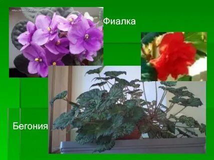 Кактус пеларгония сансевьера бегония плющ фикус