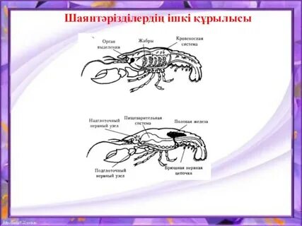 Аналым