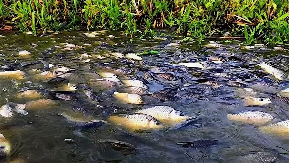 Рыбалка в холодной воде. Бредень для рыбалки. Рыбы наших вод Тобол фото.