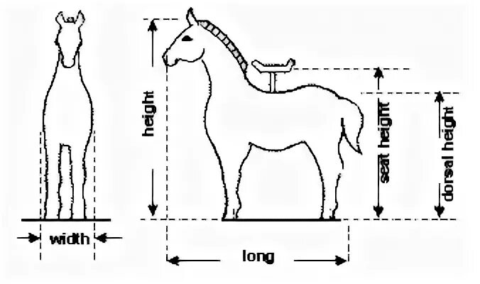 Какая длина лошади. Размеры лошади. Высота лошади. Средняя высота лошади. Размеры лошади в натуральную величину.