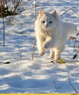 Снежная кошка