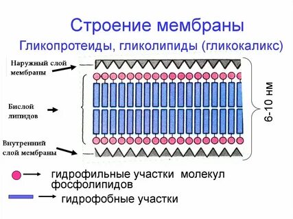3 слоя мембраны