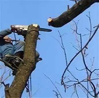 Снос деревьев разрешение
