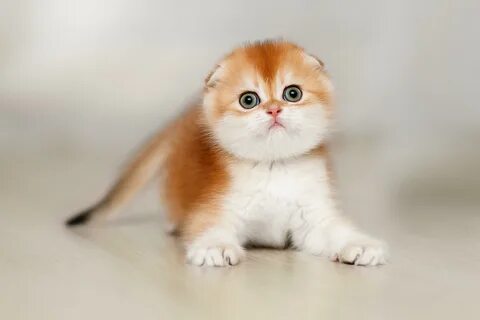 Питомник шотландских кошек