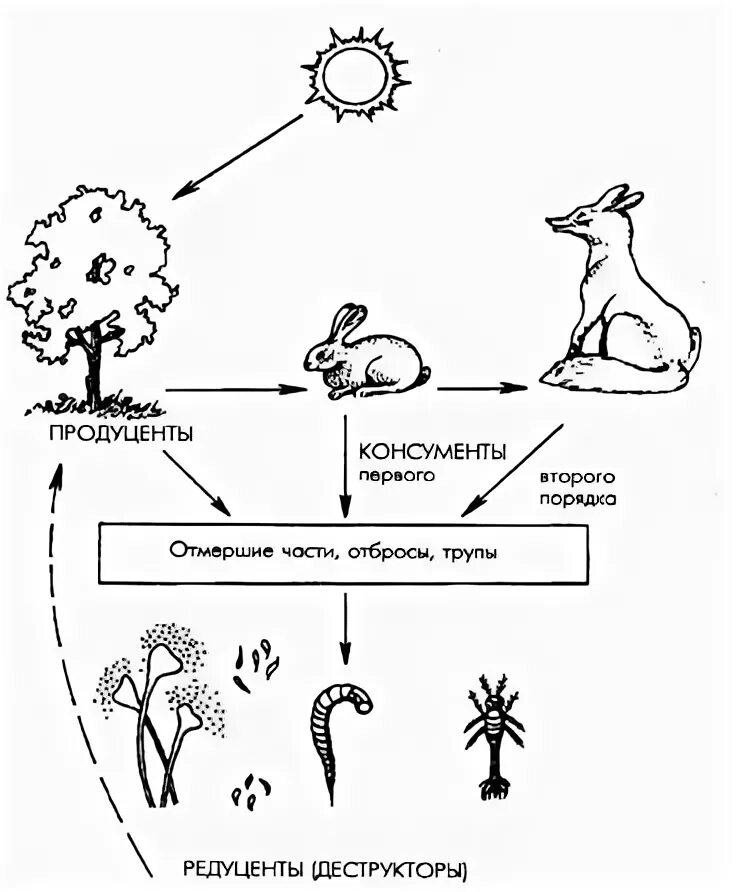 Трофический уровень редуцентов