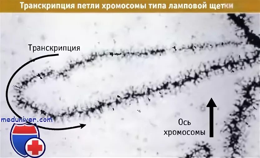 Транскрипция хромосом. Схема репликации молекулы днк. Транскрипция днк. Схема биосинтеза белка днк белок. Транскрипция хромосом.