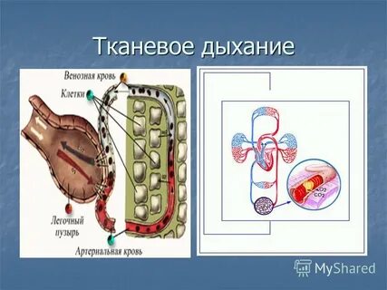Что такое легочное дыхание и тканевое