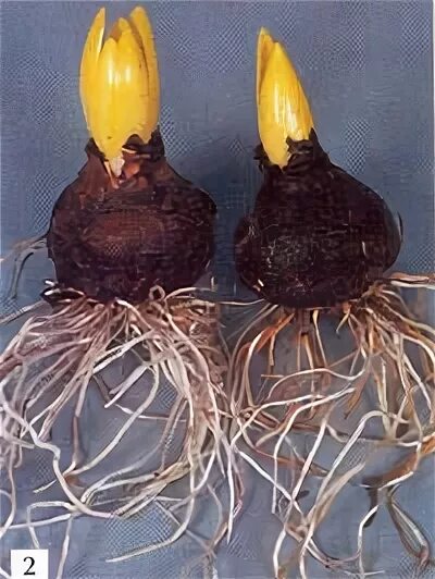 тюльпан геснера луковицы. корень тюльпана. тюльпан корневище. фузариоз луковиц тюльпанов. тюльпан тянь шанский.