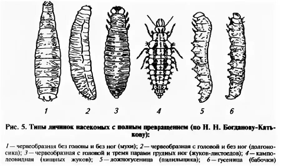 Типы личинок насекомых- червеобразные личинки. Типы личинок и куколок насекомых. Типы личинок насекомых с полным превращением. Тип личинки каподеовидный.