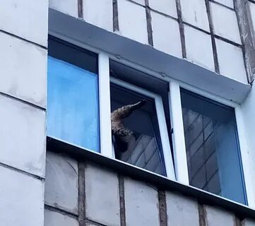Застряла в окне