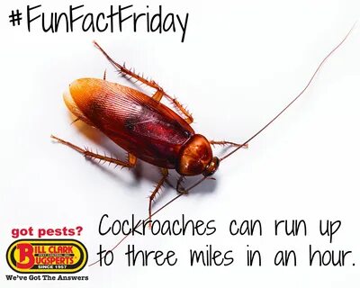 However many South Carolina residents tend to see a spike in cockroach acti...