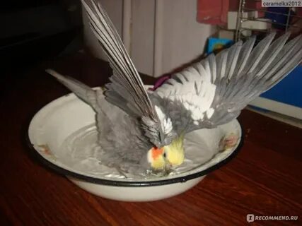 Кореллы купаются