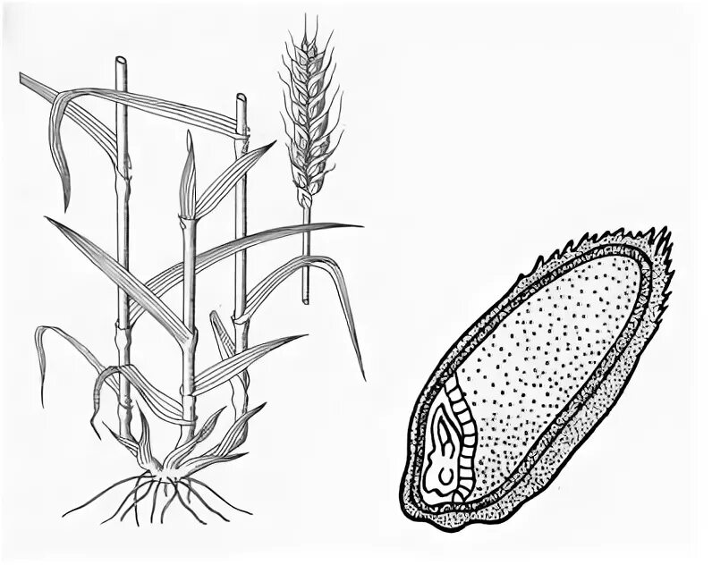 Злаковые рожь овес пшеница. Растений семейства злаковые (мятликовые)?. Многолетние мятликовые (злаковые) травы. Пшеница огэ. Зерновка ячменя.