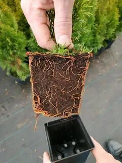 Растения с закрытой корневой системой
