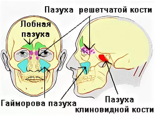 Мукоцеле верхнечелюстной пазухи кт. Строение гайморовой пазухи анатомия. Височные пазухи. Лобная пазуха лобной кости. Стенки лобной пазухи анатомия.