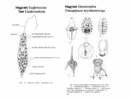 Панцирные жгутиконосцы