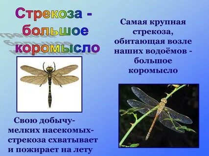 Стрекоза переносное значение