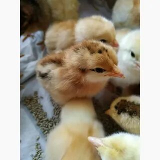 Когда будут продавать цыплят