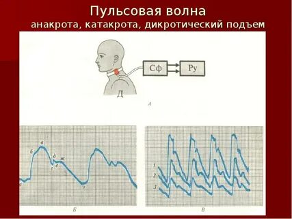 Пульсовая волна