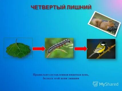 Лишнее в цепочке