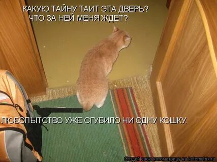 Любопытство сгубило