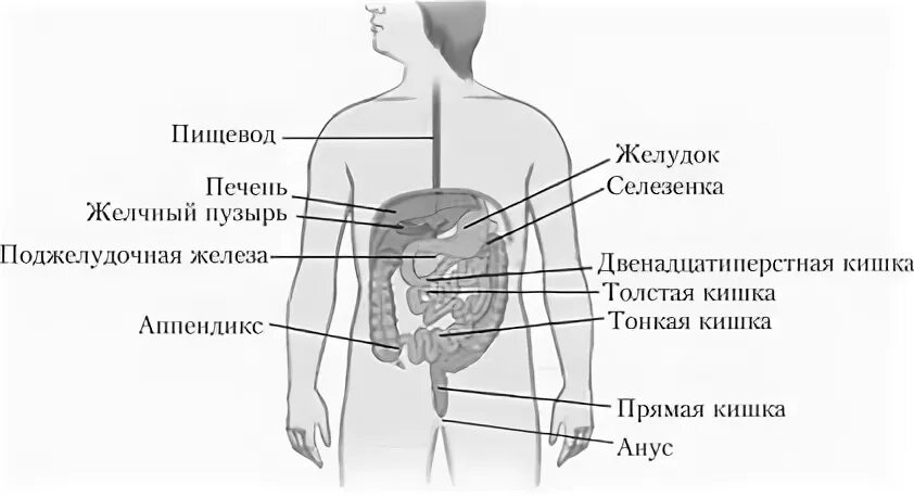 Опущение желудка симптомы